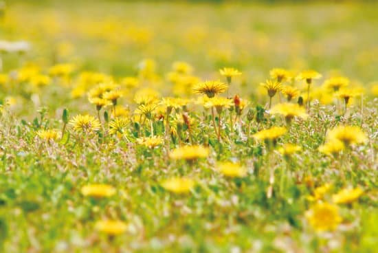 canva dandelion MADBGYYT 4A