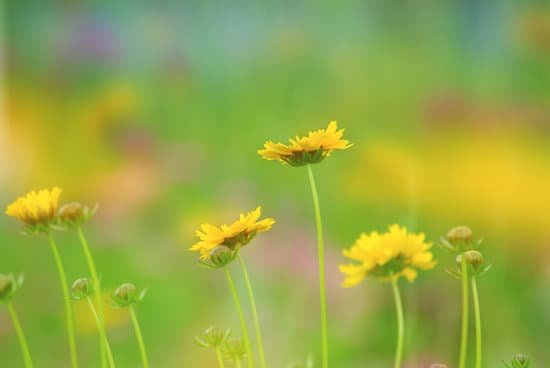 canva dandelion MADBGoZ7VJM