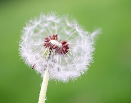 canva dandelion MADBKLkjSvE