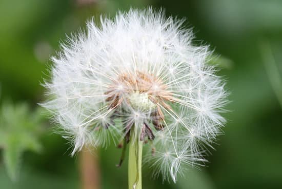 canva dandelion MADBMcfIBds