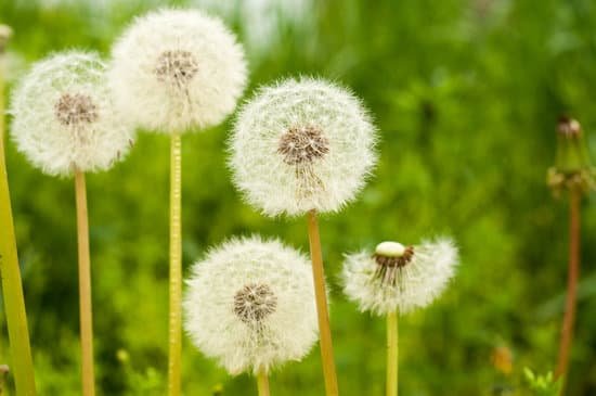 canva dandelion MADBb94s98A