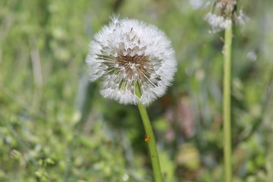 canva dandelion MADCNtLIcvc