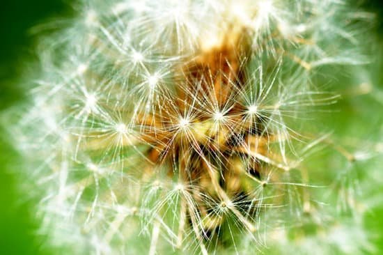 canva dandelion MADCOrolOvY