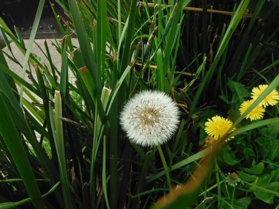 canva dandelion MADCVWKpwic