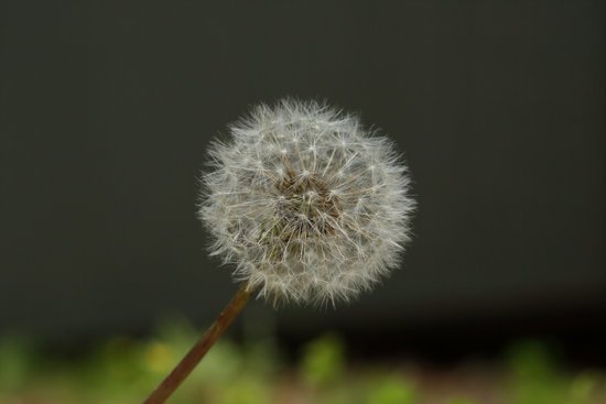 canva dandelion MADFAfT8XOQ