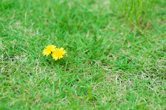 canva dandelion MADFTTVwanA