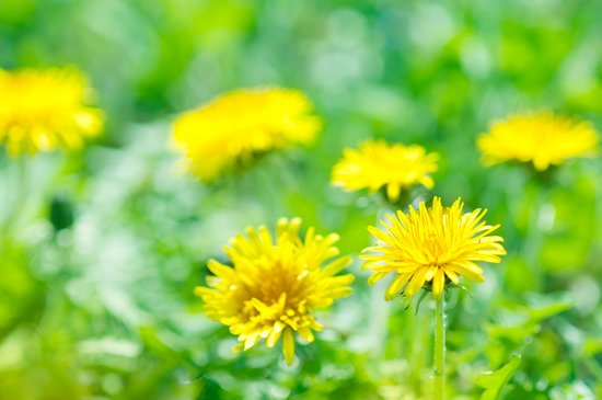 canva dandelion MADFTVr5rcU