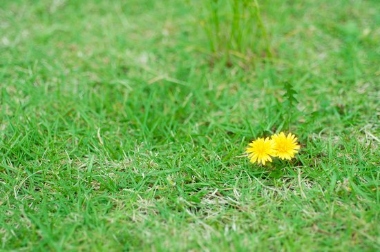 canva dandelion MADFTVvsSu8