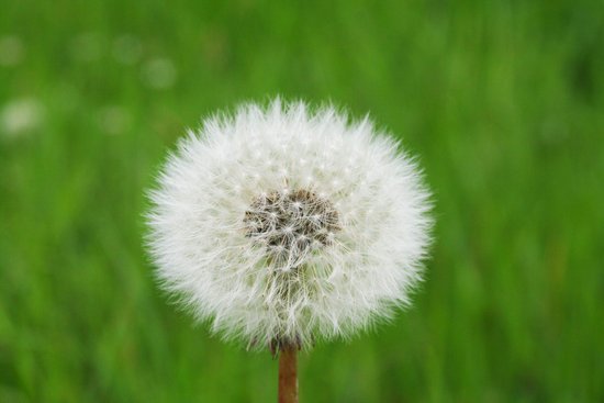 canva dandelion MADFmHmj02k
