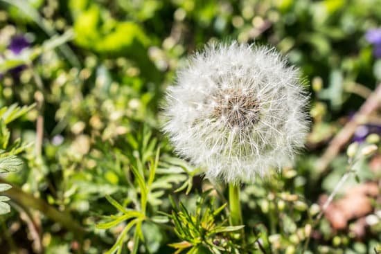 canva dandelion MADmlebDZD4