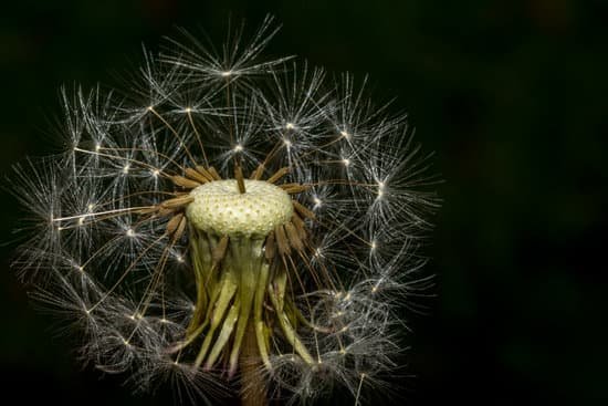 canva dandelion MADmnwW4f8Q