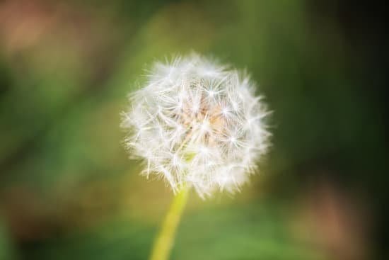 canva dandelion MAED3WF6hCs