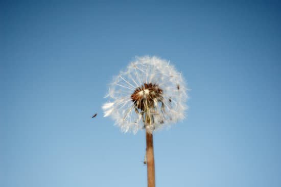 canva dandelion MAEEddah 8o