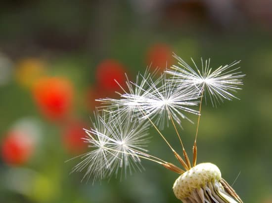 canva dandelion MAEJkIYX4W4