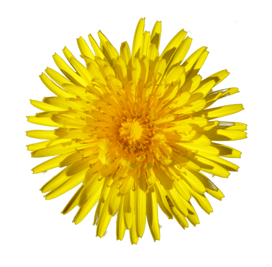 canva dandelion MAEXCp1PV5g