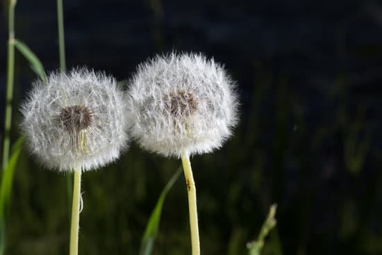 canva dandelion closeup. beautiful blowball. MAEQXWSOS5Q