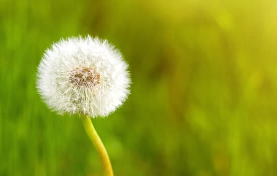 canva dandelion flower against vivid summer grass background MAD bDSmjZE