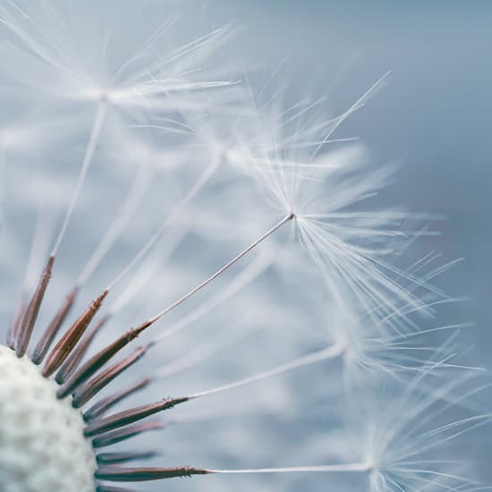 canva dandelion flower close up MAEYJTUrASc