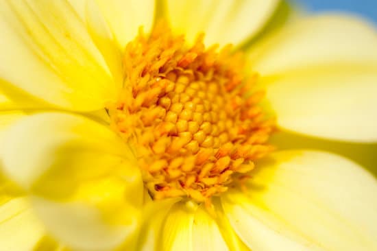 canva dandelion flower closeup MAEPt59zQlM