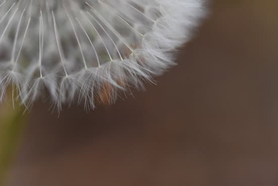 canva dandelion flower closeup MAEQciqui Y