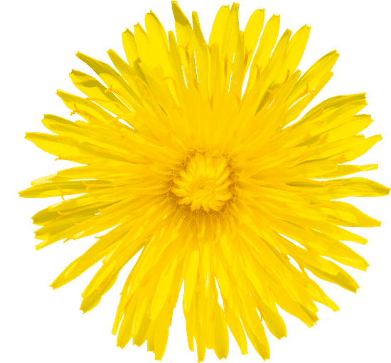 canva dandelion flower cutout MAERi KTF0M