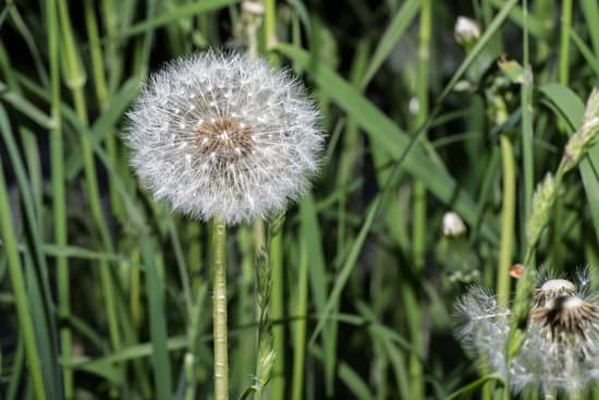 canva dandelion flower outdoors MAEQXeSBqKo