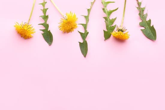canva dandelion flowers on pink background MAD8BVfeY6c