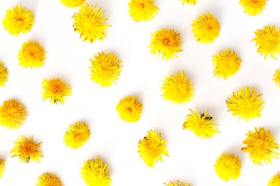 canva dandelion flowers on white background MAEODF aXJU