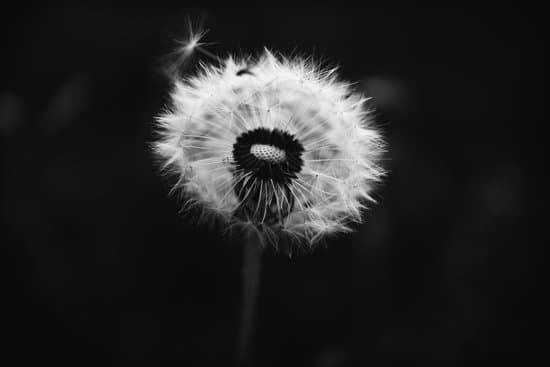 canva dandelion in black and white close up MAEKG3Gz3mM