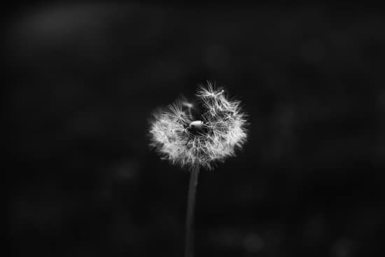 canva dandelion in black and white close up MAEKG7Jk1mQ