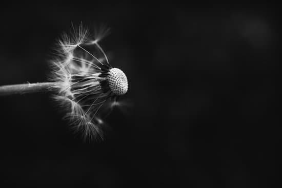 canva dandelion in black and white close up MAEKGzYPi8I