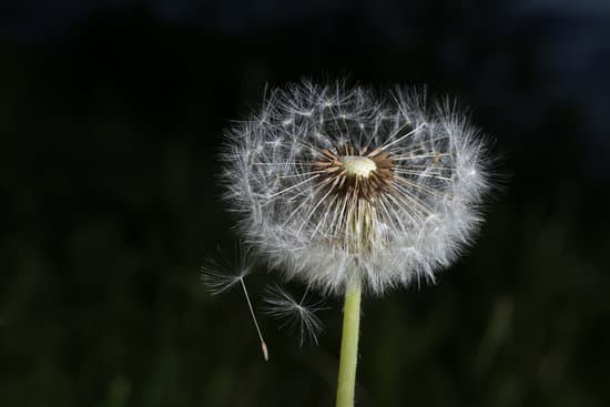 canva dandelion in nature MAEQXXhW0Nc