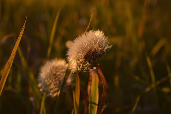 canva dandelion in the grass
