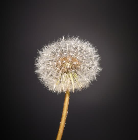 canva dandelion on black background MAERzJgSjKw