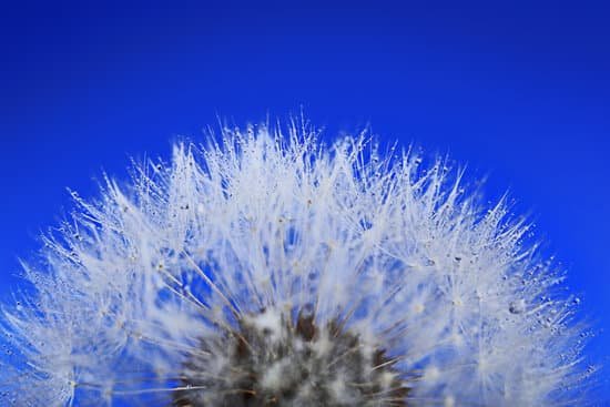 canva dandelion on blue background MAD QgGjZ48