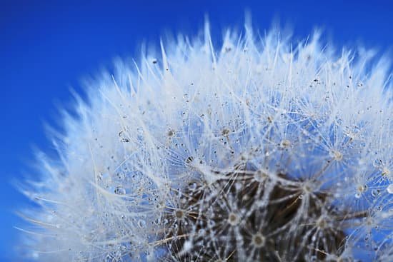 canva dandelion on blue background macro MAD Qq5zHuQ