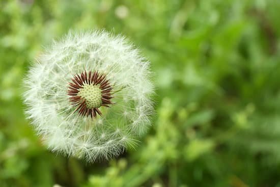 canva dandelion on blurred green meadow background MAD Qt87IGc