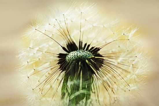 canva dandelion on light background MAD Q02JEDs