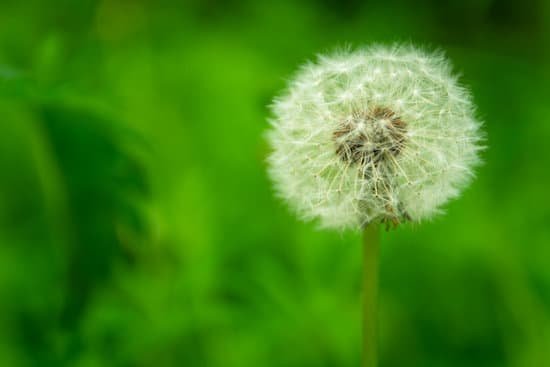 canva dandelion plant close up MAD B1tz1D8