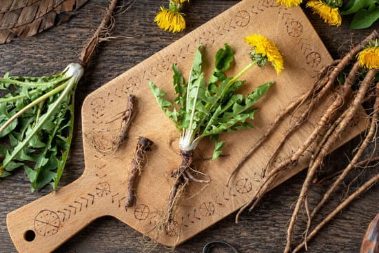 canva dandelion plant with root MAEgSoGVbHs
