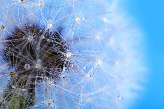 canva dandelion seed head on grey background close up MAD QnoX7wk
