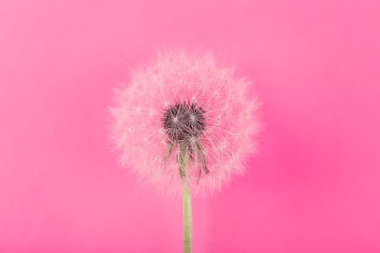 canva dandelion seed head on pink background close up MAD Q6N3ghg
