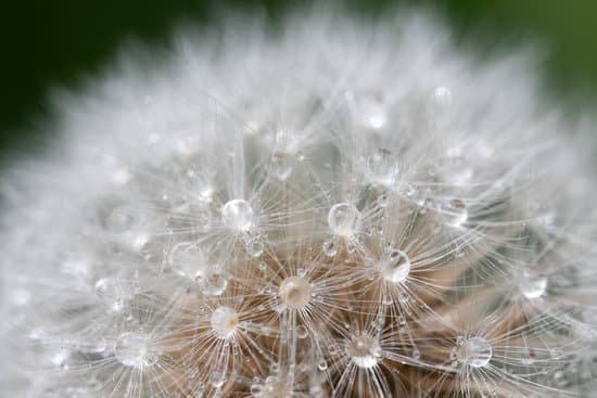 canva dandelion seed head with dew drops closeup MAEJvsnUn5M