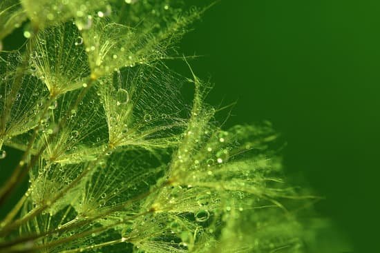 canva dandelion with water drops on green background MAD MbBpfqs