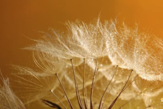canva dandelion with water drops on yellow background MAD MYruuWc