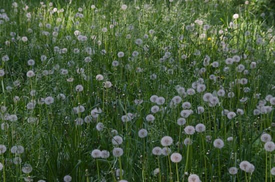 canva dandelions MABhCEXAmTE