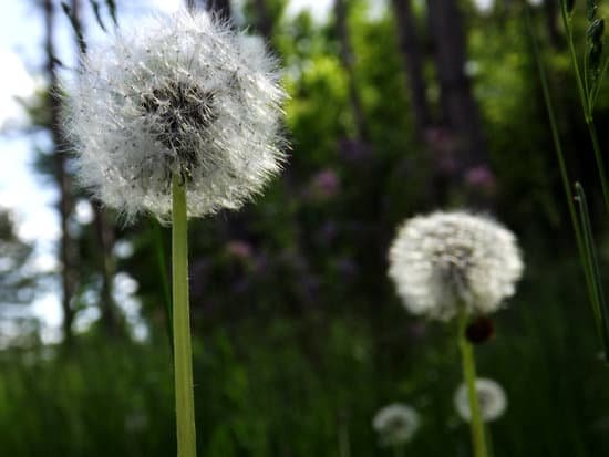 canva dandelions MADBT0o1KKE