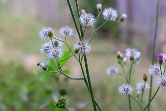 canva dandelions MADBau3FHSM