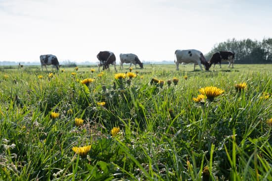 canva dandelions and cows in meadow MAERyVVDg04