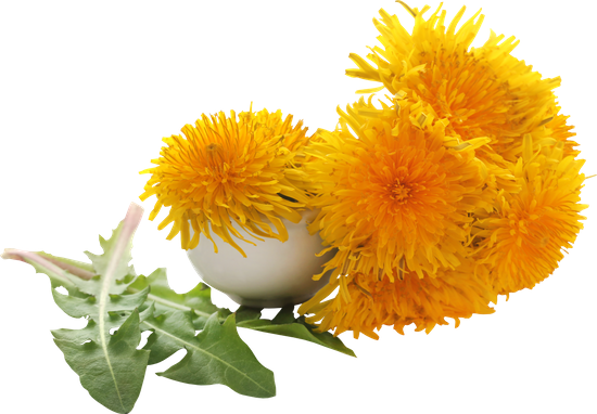 canva dandelions for medicine MAELGjhVvlQ